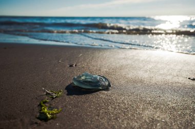 Atmosferik arka ışık fotoğraf deniz dalgalı su, ıslak plaj ve güneş ışığı yansıtan.