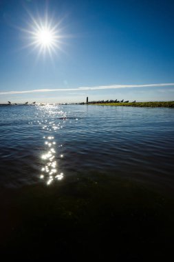 Düşük konumu sakin su ve yosun kaplı kayalar ile. Martılar taş deniz ve arka ışık fotoğraf için düşük güneş