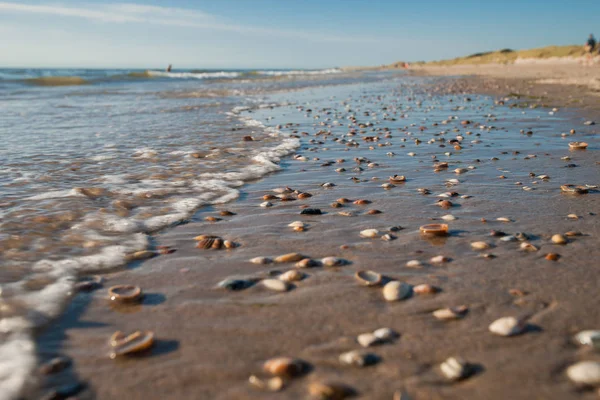 Stijgen Van Overstromingen Water Dekking Witte Bruine Noord Zeeschelpen Lopen — Stockfoto