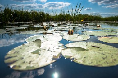 Nilüferler holandse polder beyaz bulutlar ile mavi gökyüzü altında bir su kanalı yansıtılmış su yüzeyinde yüzen yeşil yaprakları ile