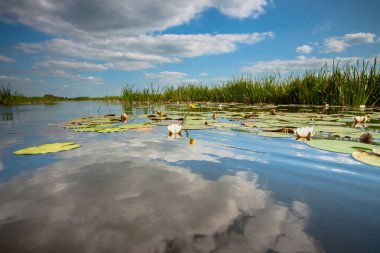 Nilüferler holandse polder beyaz bulutlar ile mavi gökyüzü altında bir su kanalı yansıtılmış su yüzeyinde yüzen yeşil yaprakları ile