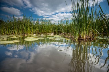 Nilüferler holandse polder beyaz bulutlar ile mavi gökyüzü altında bir su kanalı yansıtılmış su yüzeyinde yüzen yeşil yaprakları ile