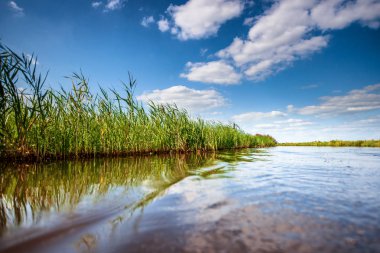 Reedlands ve su kanalları arasında Hollandse polder doğal Hollanda tarım manzara meadows