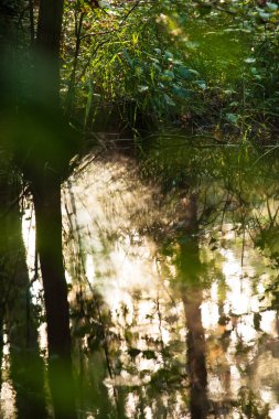'Waterloopbos' Hollanda'da Marknesse yakınındaki sahneleri ile Eylül ayında erken bir sonbahar sabahı sırasında atmosferik doğal peyzaj