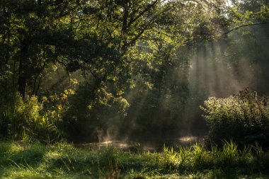 'Waterloopbos' Hollanda'da Marknesse yakınındaki sahneleri ile Eylül ayında erken bir sonbahar sabahı sırasında atmosferik doğal peyzaj