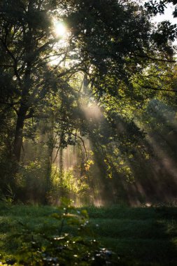 'Waterloopbos' Hollanda'da Marknesse yakınındaki sahneleri ile Eylül ayında erken bir sonbahar sabahı sırasında atmosferik doğal peyzaj