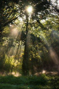 'Waterloopbos' Hollanda'da Marknesse yakınındaki sahneleri ile Eylül ayında erken bir sonbahar sabahı sırasında atmosferik doğal peyzaj