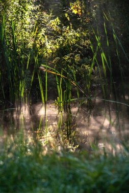'Waterloopbos' Hollanda'da Marknesse yakınındaki sahneleri ile Eylül ayında erken bir sonbahar sabahı sırasında atmosferik doğal peyzaj