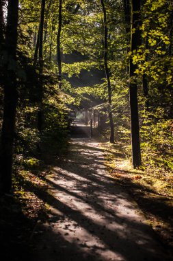 'Waterloopbos' Hollanda'da Marknesse yakınındaki sahneleri ile Eylül ayında erken bir sonbahar sabahı sırasında atmosferik doğal peyzaj
