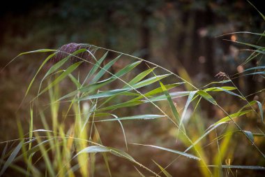 'Waterloopbos' Hollanda'da Marknesse yakınındaki sahneleri ile Eylül ayında erken bir sonbahar sabahı sırasında atmosferik doğal peyzaj