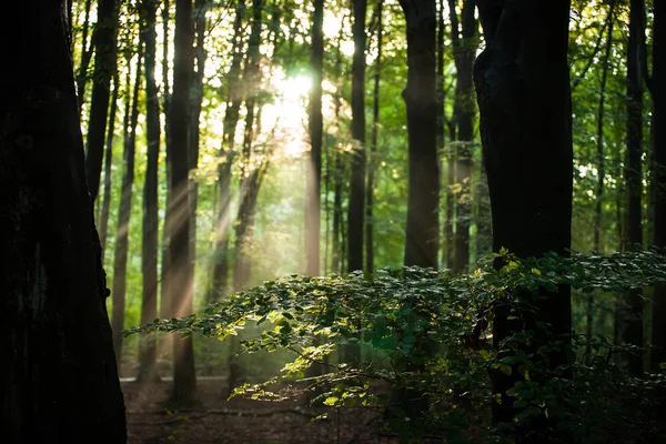 Szenen Waterloopbos Bei Marknesse Holland Mit Stimmungsvoller Naturlandschaft Einem Frühen — Stockfoto