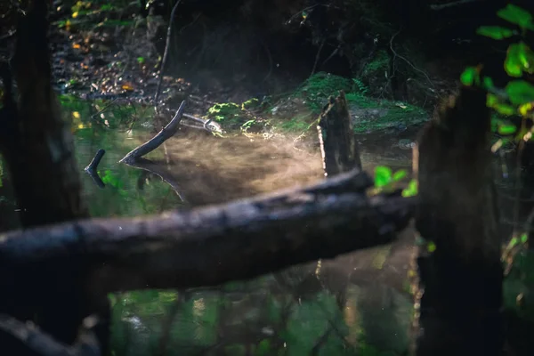 Cenas Waterloopbos Perto Marknesse Holanda Com Paisagem Natural Atmosférica Durante — Fotografia de Stock