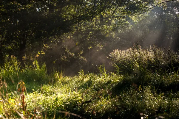 Сцена Ватерлоопбосе Маркнессом Голландии Природным Ландшафтом Ранним Осенним Утром Сентябре — стоковое фото