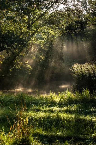 Scenes Waterloopbos Marknesse Holland Atmospheric Natural Landscape Early Autumn Morning — Stock Photo, Image