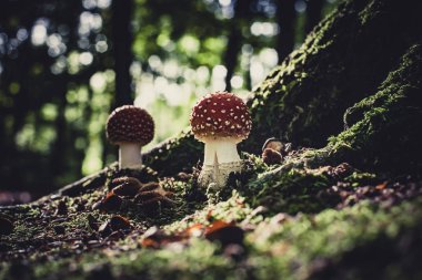 Moss, kayın fındık ve yeşil yosun ile büyük bir meşe ağacı köklerinin arasında tehlikeli mantar. Bir sonbahar sahne atmosferik güneş ışığında aydınlatılmış mantar mantar