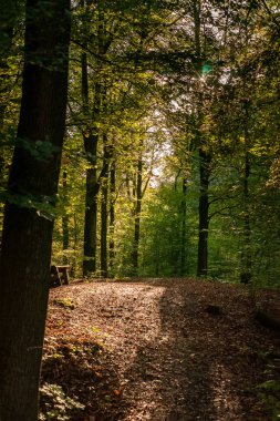 Ağaç dalları ve kron ile parlar ve orman arasındaki yürüyüş yolu üzerinde bir atmosferik ışık veren güneş ışığı