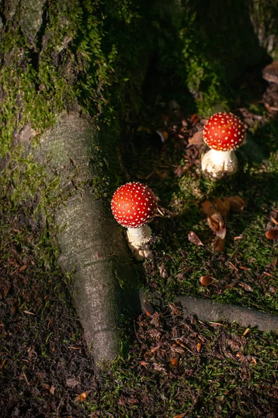 Dangerous Mushroom Roots Large Oak Tree Moss Beech Nuts Green — Stock Photo, Image