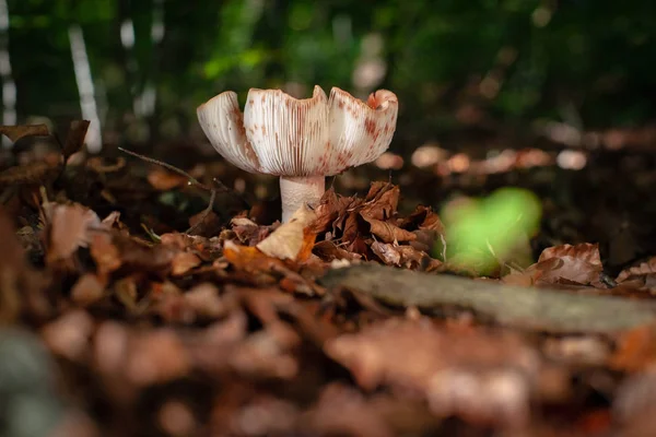 Large Poisonous Mushroom Forest Autumn Leaves Atmospheric Sunlight Autumn Scene — Stock Photo, Image