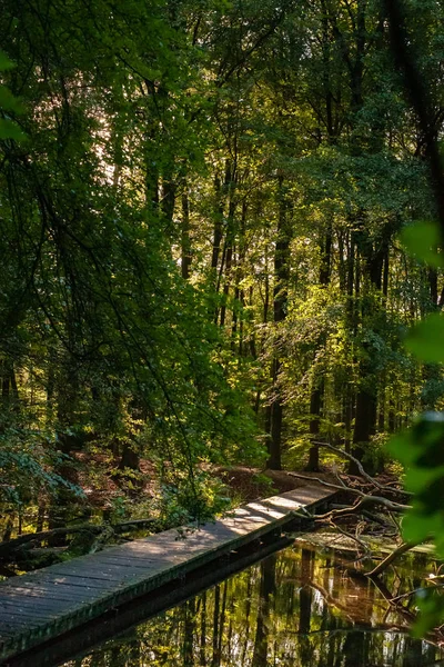 Sumpfwald Mit Sonnenstrahlen Fließenden Bächen Und Herbstlichen Farben — Stockfoto