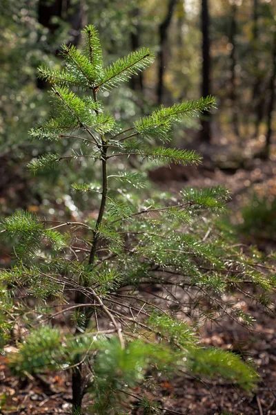 Pequeño Abeto Verde Fresco Bajo Gigantesco Árbol Grande Brilla Luz — Foto de Stock