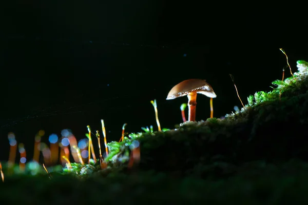 Studio Lit Mushroom Spider Web Glowing Mystical Details — Stock Photo, Image