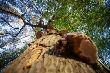 Aşağıdan ağaç taç ve dalları güneşli bir arka plan ile yeşil yeşillik doğru fotoğrafı mantar