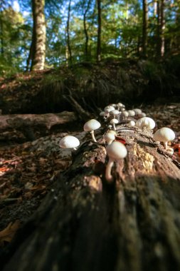 Ölü ağaç gövdesi çarpıcı atmosferik ışık almayan bir sonbahar orman düşmüş. Sümüklü beyaz mantarlar oduncu ağaç al