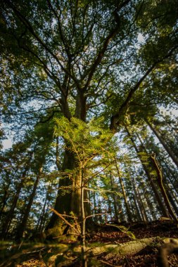 Genç çam ağacı yetişir karanlık ormanın içinde büyük heybetli ağaç gölgesinde. Güneş ışığı büyük ağaç ise genç ağaç yuvarlak gölge parlıyor