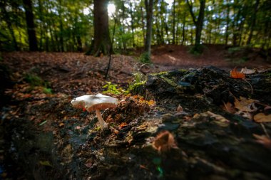 Ölü bir ağaç üzerinde beetrooted büyük beyaz mantar güdük stand ifade ışığı ile sonbahar ormanda.