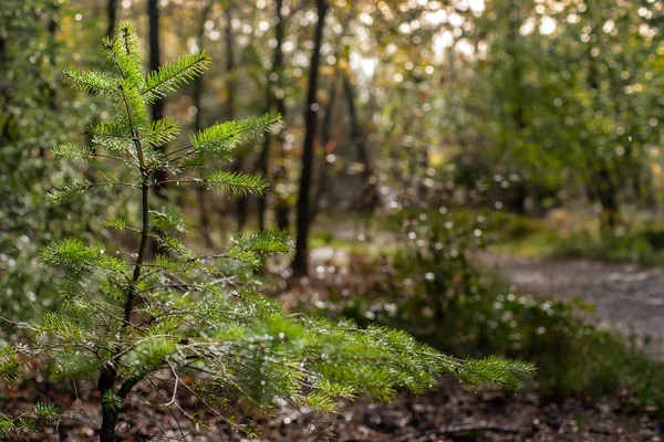 Pino Joven Crece Sombra Gran Árbol Imponente Bosque Oscuro Luz — Foto de Stock
