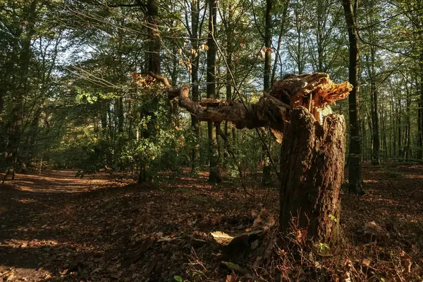 Vieux Tronc Arbre Brisé Écrasé Par Une Tempête Automne Est — Photo