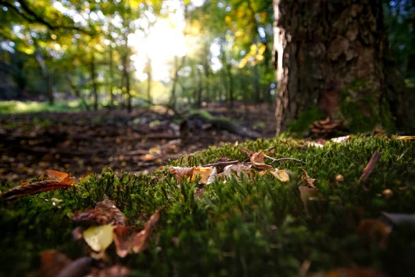 Radiant Backlight Shines Trees Colored Autumn Leaves Fresh Green Moss — Stock Photo, Image