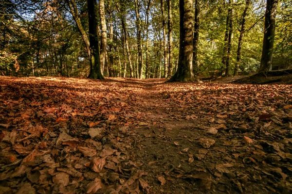 Trail Bicycle Path Caused Mountain Bikers Cycling Sunny Autumn Forest — Stock Photo, Image