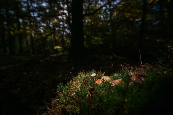 Kleine Macro Gefotografeerd Paddestoel Gemarkeerd Een Donkere Herfst Bos — Stockfoto