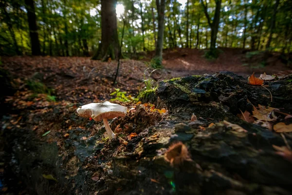 Жук Большой Белый Гриб Пне Мертвого Дерева Осеннем Лесу Выделенной — стоковое фото