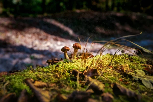 Beau Jeune Champignon Brun Sur Vieux Tronc Arbre Silhouette Contre — Photo