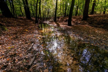Sonbahar gündoğumu sabahın erken saatlerinde sırasında akışında doğal Ova Ormanı
