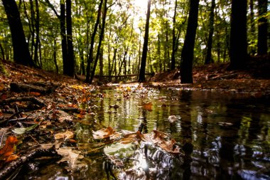 Sonbahar gündoğumu sabahın erken saatlerinde sırasında akışında doğal Ova Ormanı