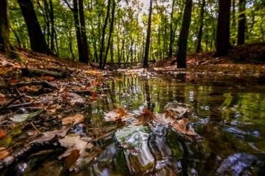 Sonbahar gündoğumu sabahın erken saatlerinde sırasında akışında doğal Ova Ormanı