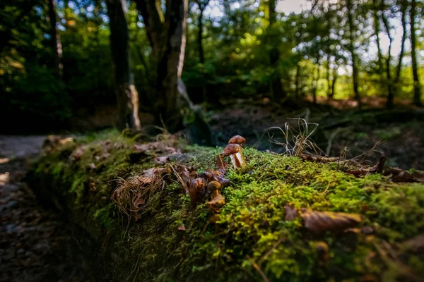 Beau Jeune Champignon Brun Sur Vieux Tronc Arbre Silhouette Contre — Photo