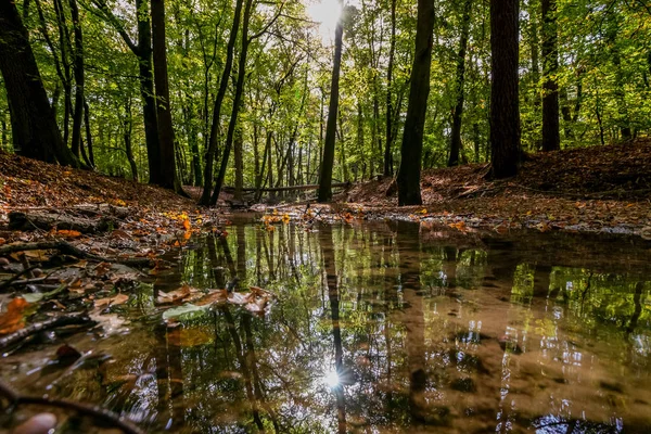 Natural Lowland Forest Stream Autumn Sunrise Early Morning — Stock Photo, Image