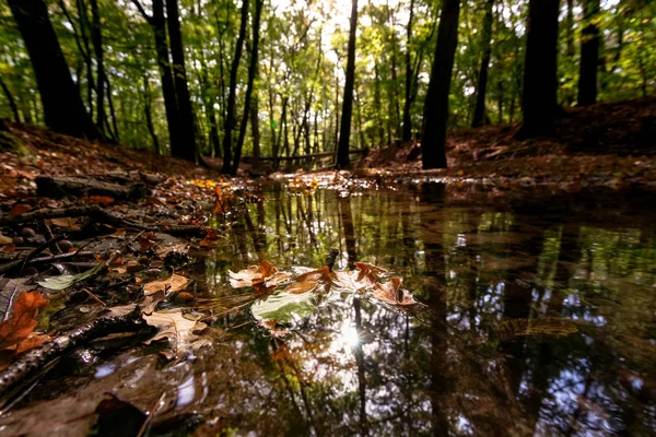 Natural Lowland Forest Stream Autumn Sunrise Early Morning — Stock Photo, Image