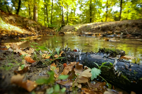 Natural Lowland Forest Stream Autumn Sunrise Early Morning — Stock Photo, Image