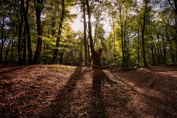 Velká Impozantní Buk Vyvrácený Strom Slunci Podzimní Slunce — Stock fotografie