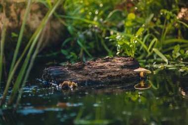 Mantar su doğal bir ortamda yetişen ve su yüzeyi lamellae yansıtır.