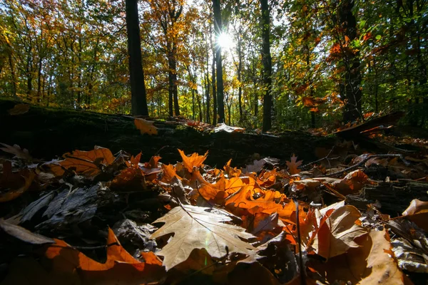 Seizoensgebonden Scène Met Dichtbevolkte Overdekte Bos Land Zon Flair Schijnwerper — Stockfoto