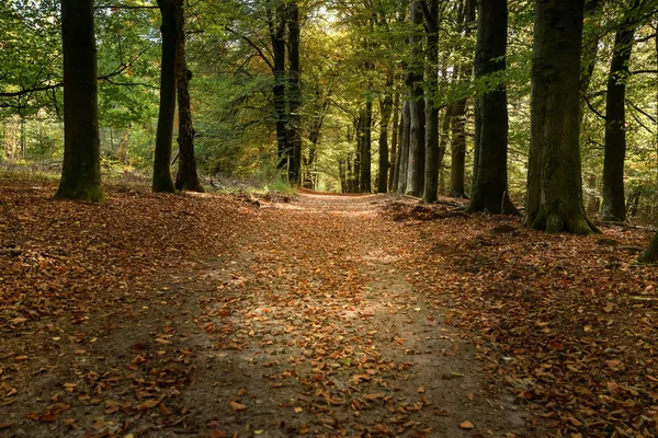 Dettagli Scena Una Foresta Autunnale Con Baldacchino Colori Caldi — Foto Stock