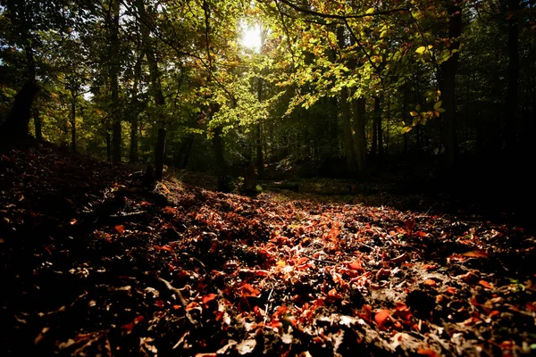 Ayrıntılar Ande Sahne Gölgelik Sıcak Renkler Ile Sonbahar Bir Ormanı — Stok fotoğraf