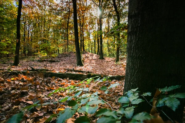 Details Ande Scène Van Een Herfst Bos Met Luifel Warme — Stockfoto