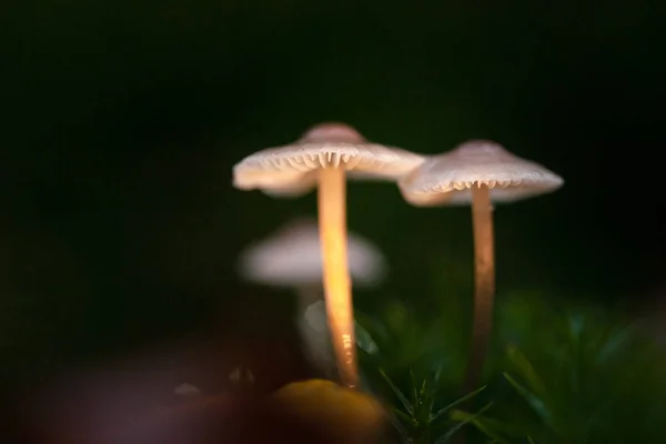 小秋蘑菇在苔藓中美丽的秋光中的童话般的宏观场景 — 图库照片